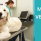 marketing veterinario